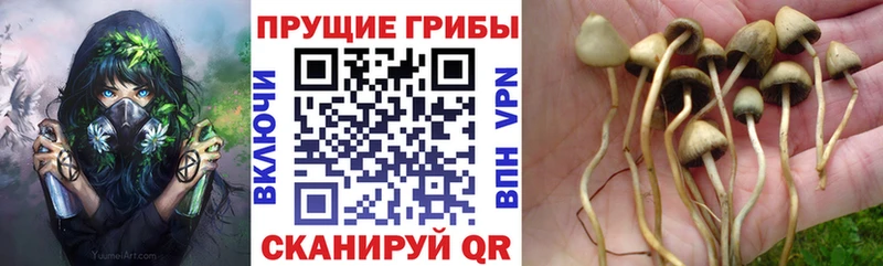 Псилоцибиновые грибы ЛСД  наркотики  Яранск 